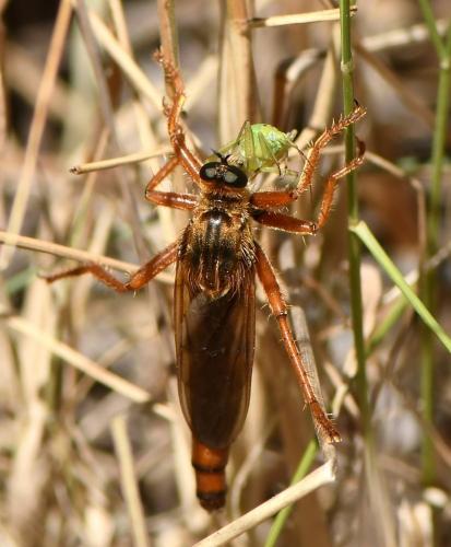 Réf. 232 122 : Stenopogon sp.